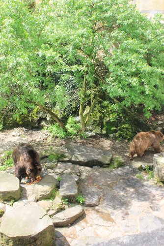 Bears in the castle moat