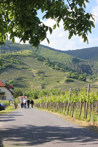 Biking through the vineyards